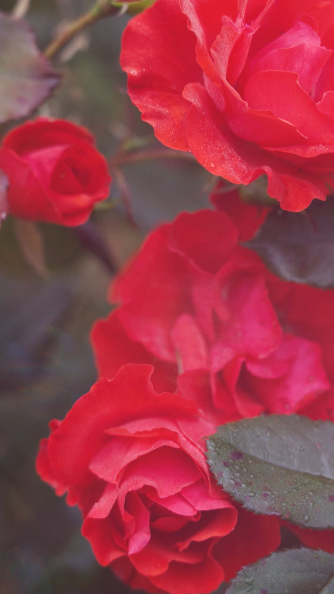 stock-video-from-the-date-night-pack-packsia