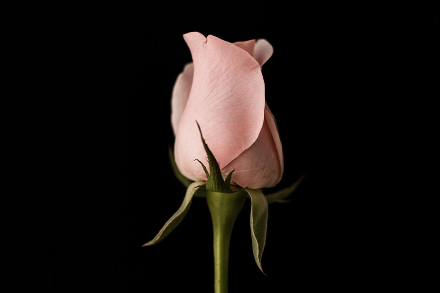 A single pink rose against a black background