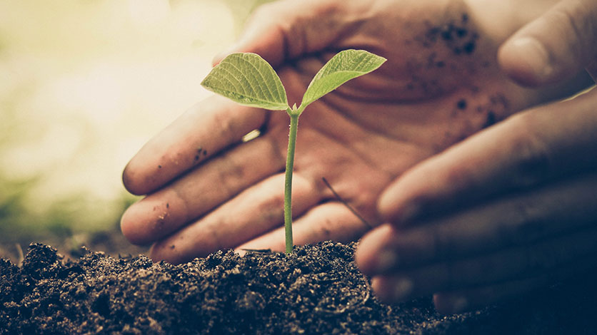 A seedling being planted in fresh dirt, cupped by hands, representing how cremation is a more environmentally-friendly option