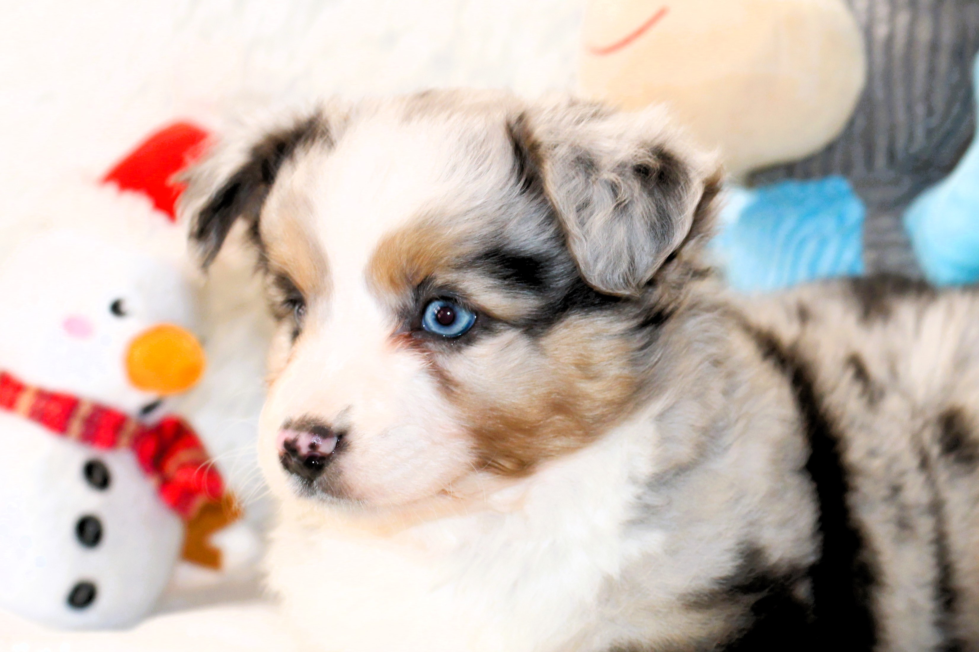 Ross Ranch Mini Aussie Puppies