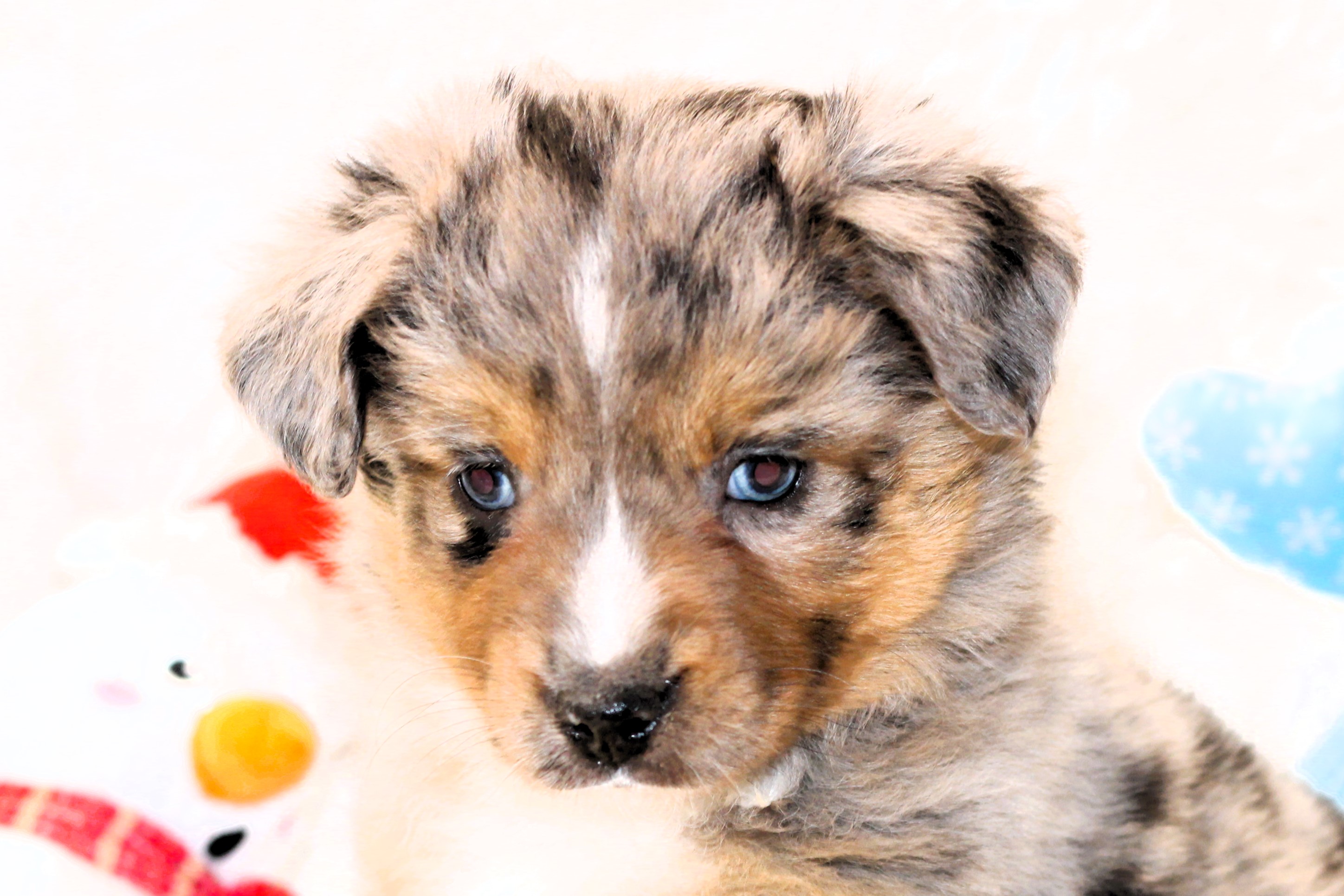 Ross Ranch Mini Aussie Puppies