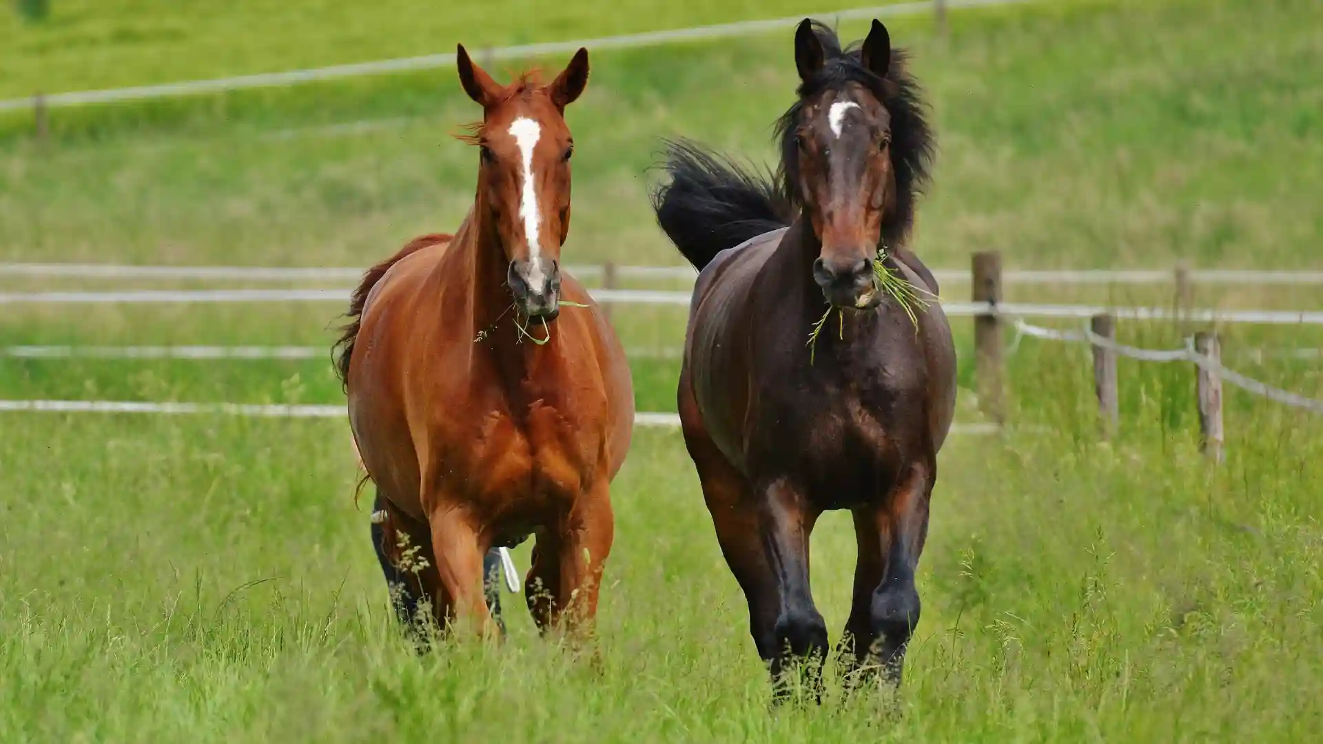 welches pferd passt zu mir
