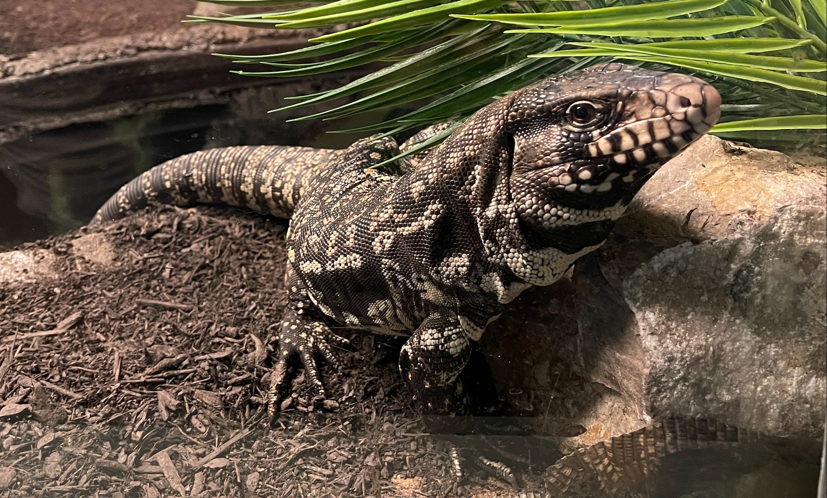 Argentine black and white tegu 