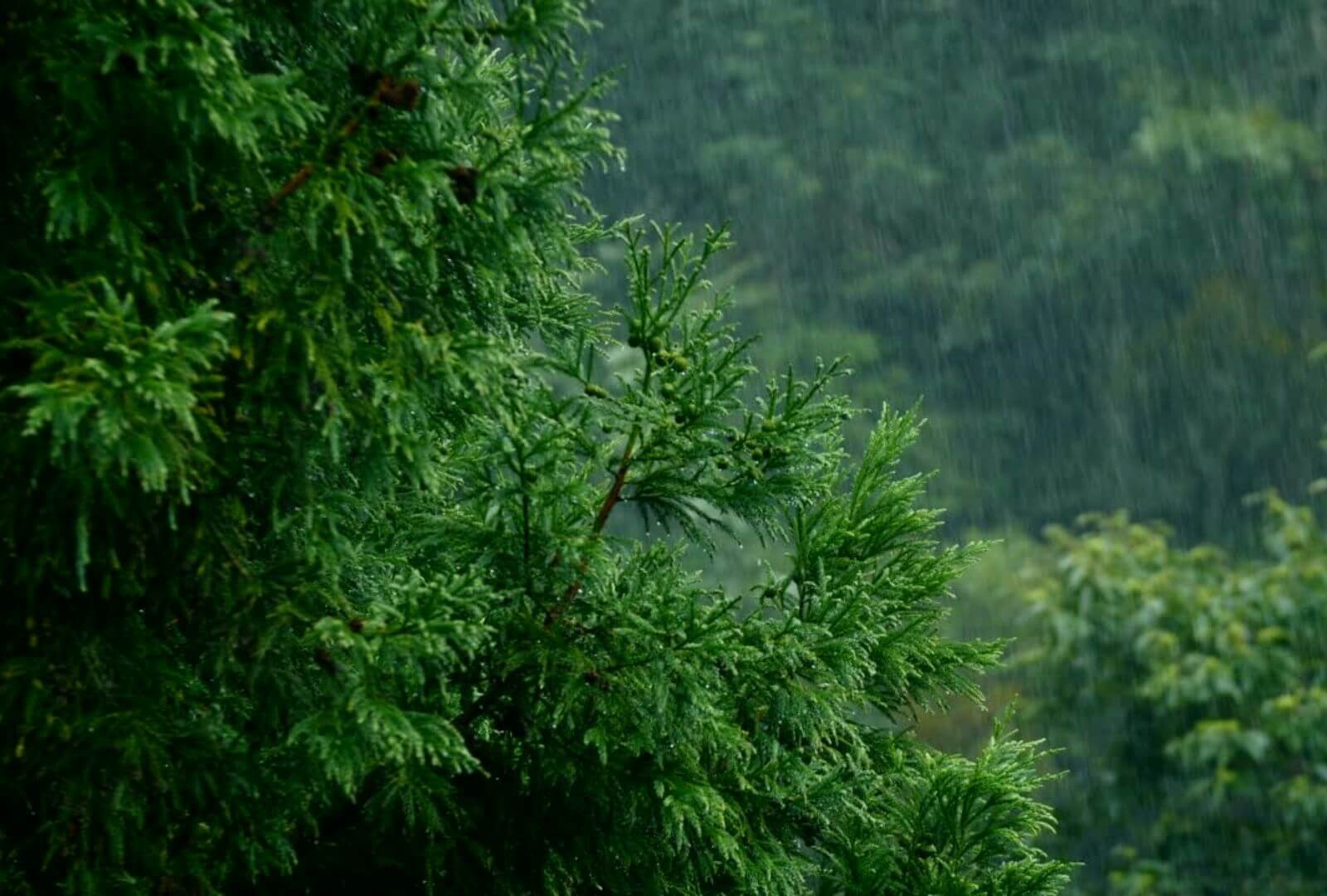 Image of nature 