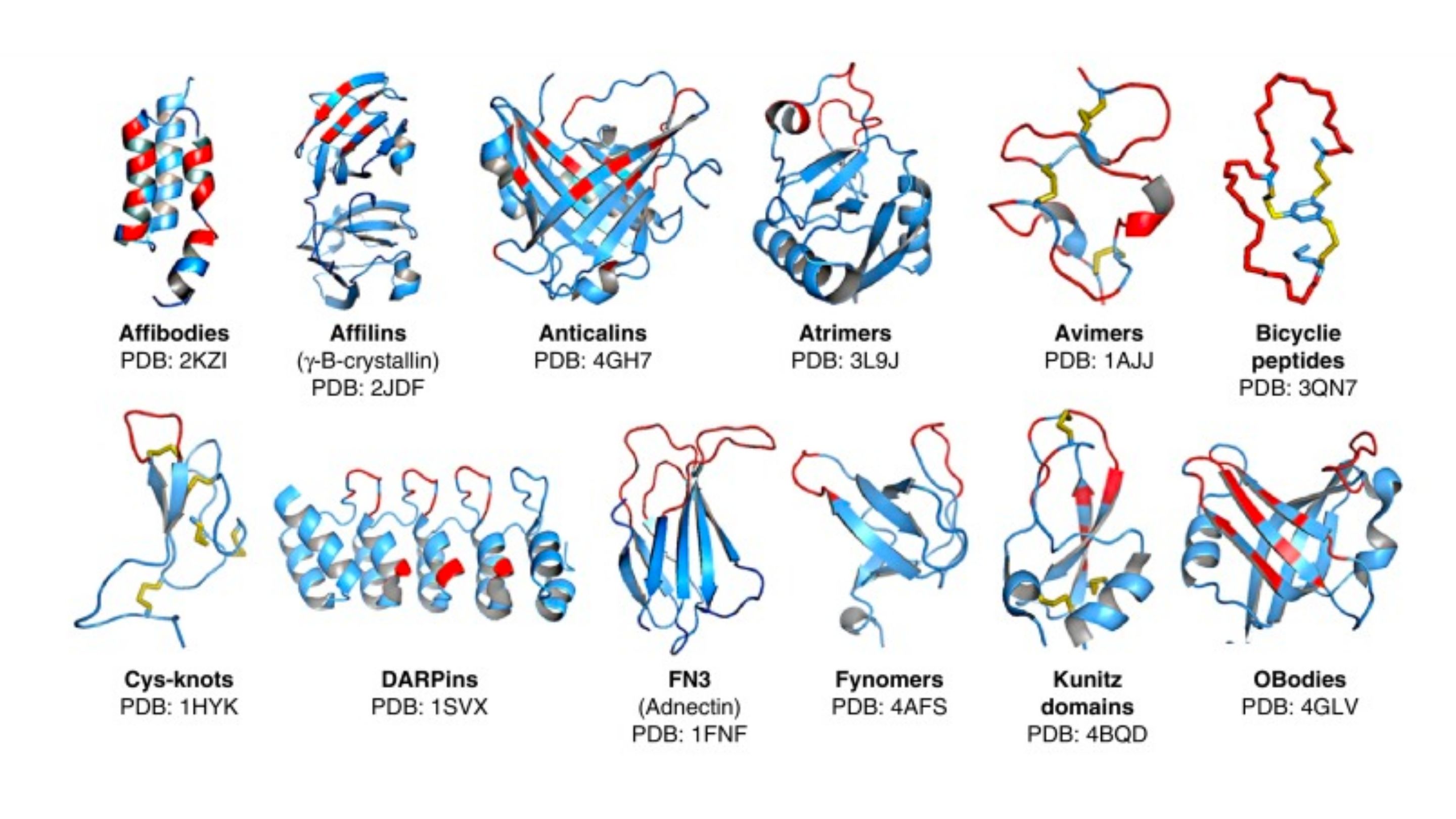 Non-antibody scaffolds and peptide therapeutics