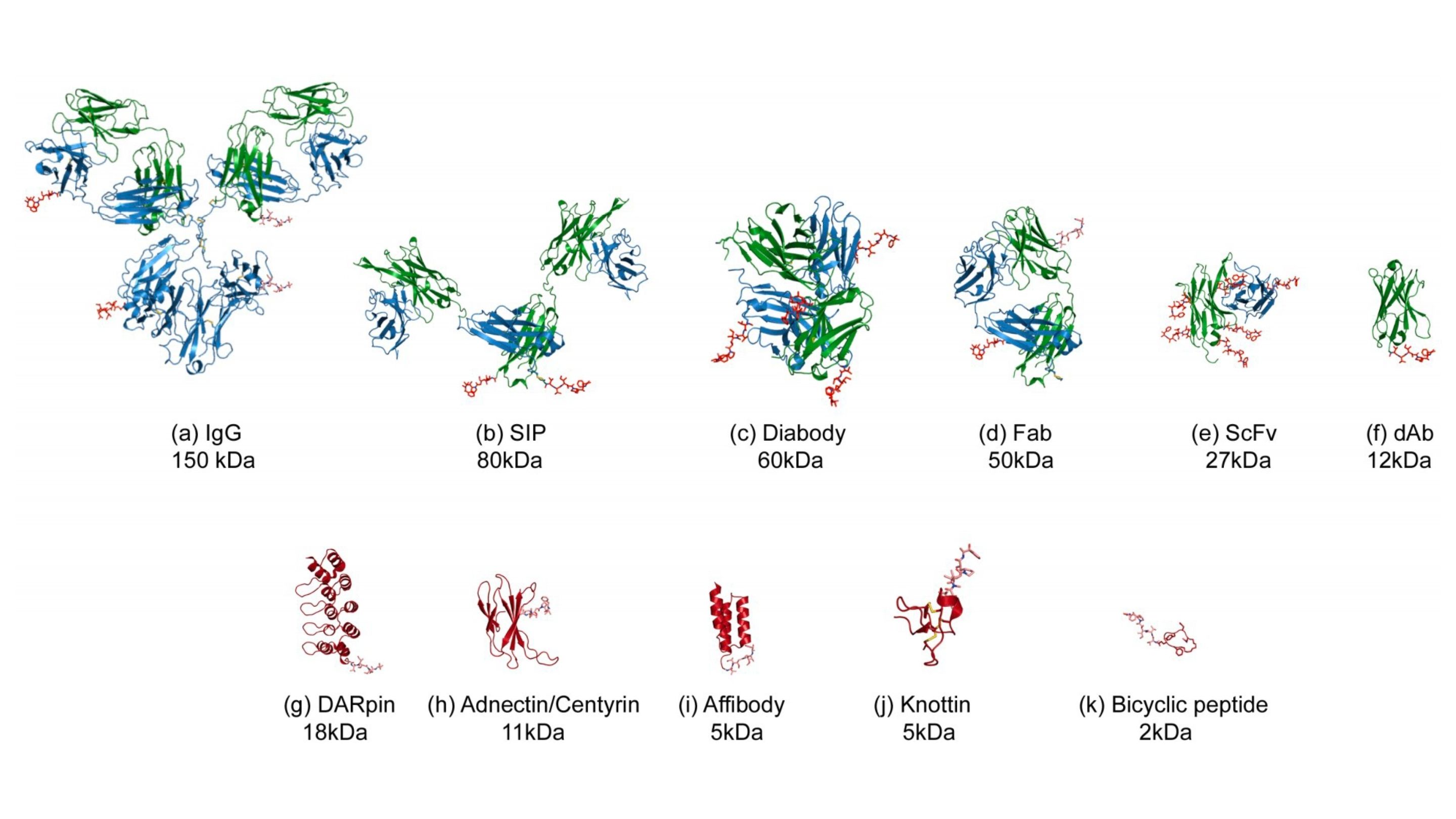 An illustration of a range of therapeutic peptides of different sizes ranging from IgG to Nanobodies