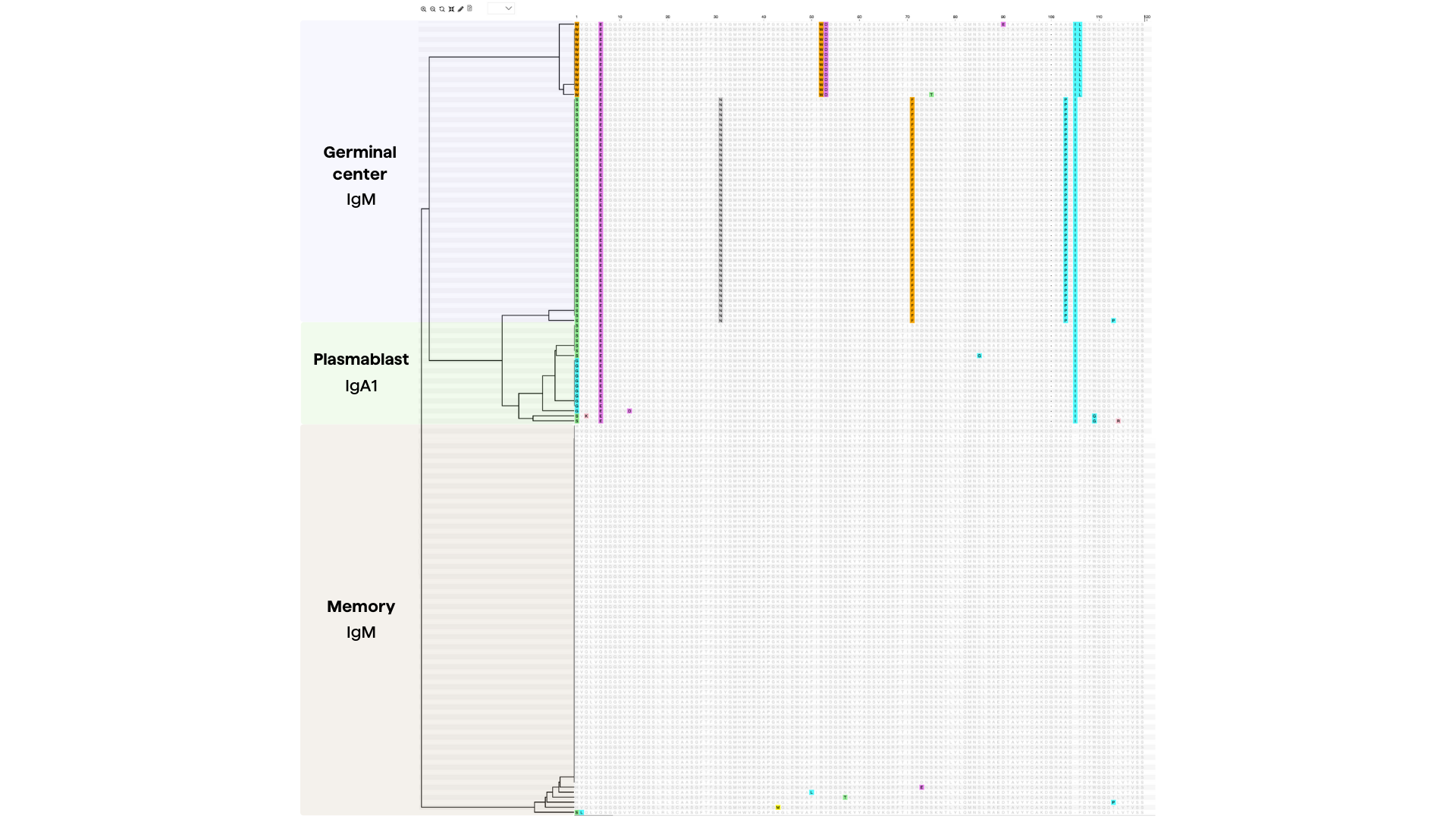 An antibody sequence alignment of IgM and IgA1 immunoglobulins