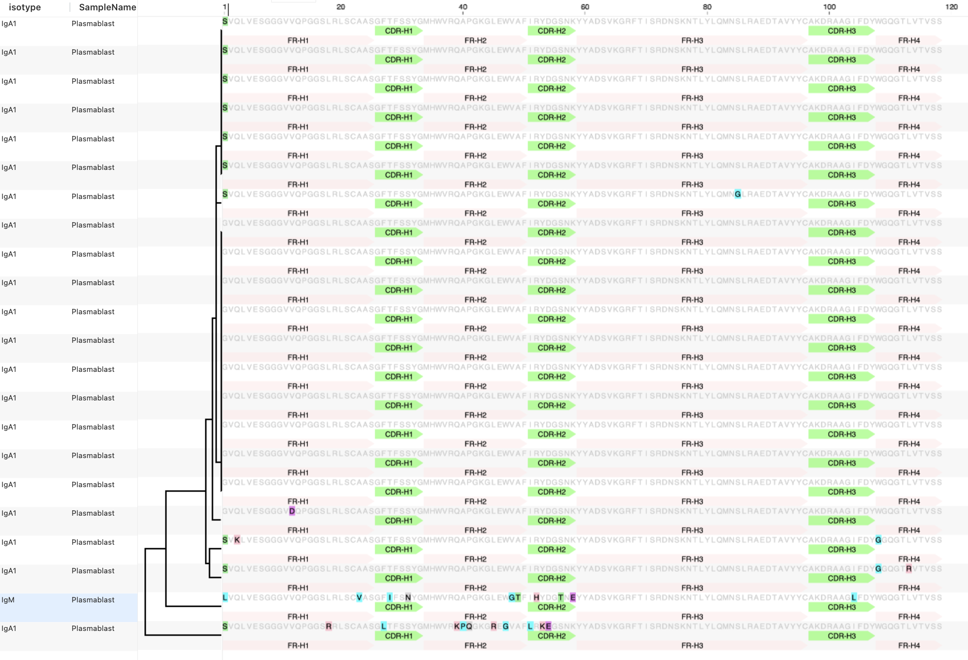 Sequence alignment of a plasmablast subset from cluster 152606