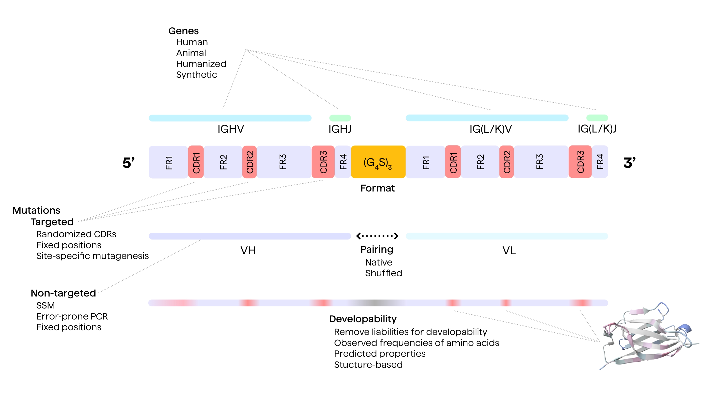 Creating diversity in antibody libraries and some key design aspect of library design