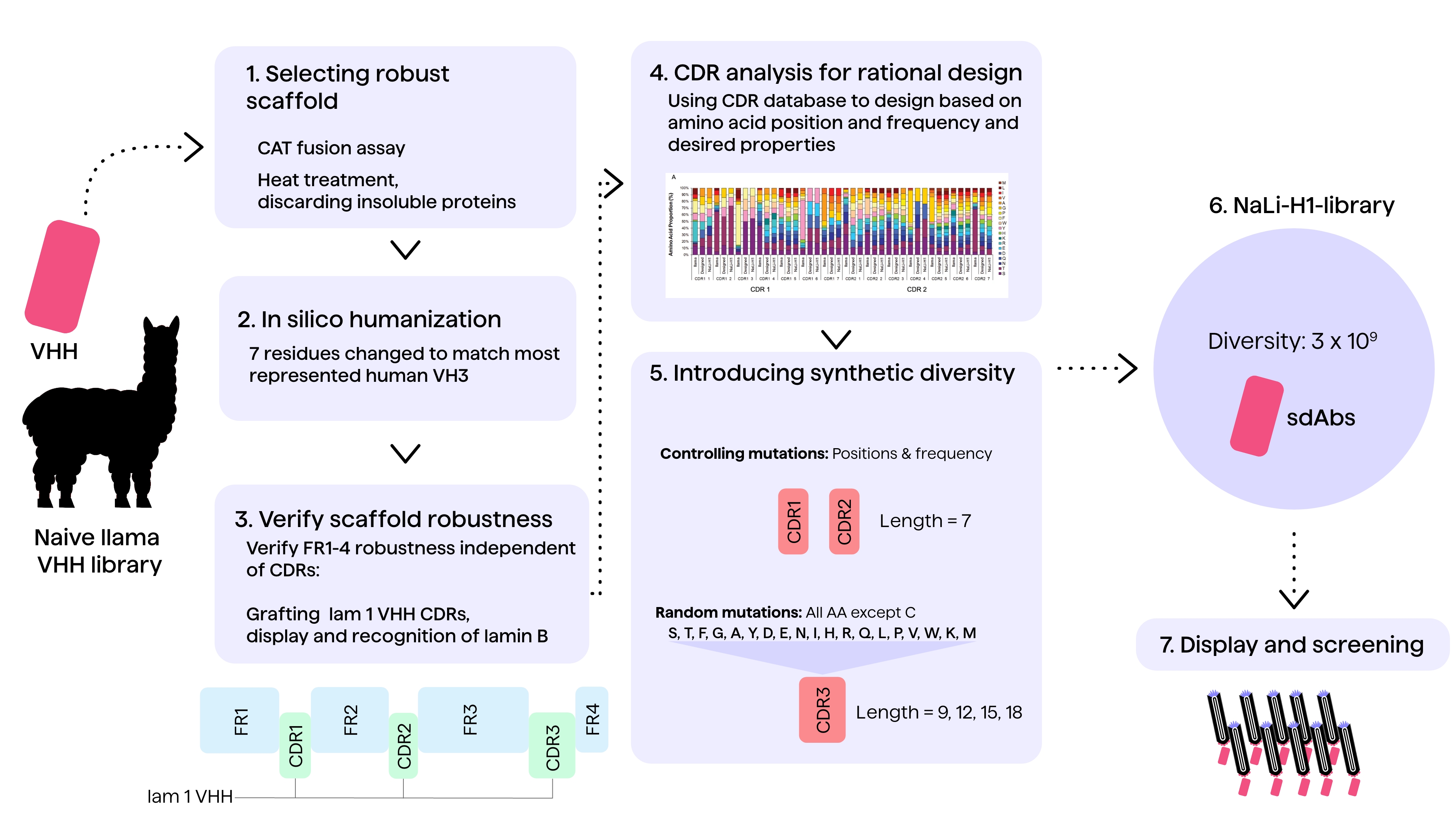 Humanized VHH antibody library created by rational design and introduction of CDR diversity by targeted and random mutations