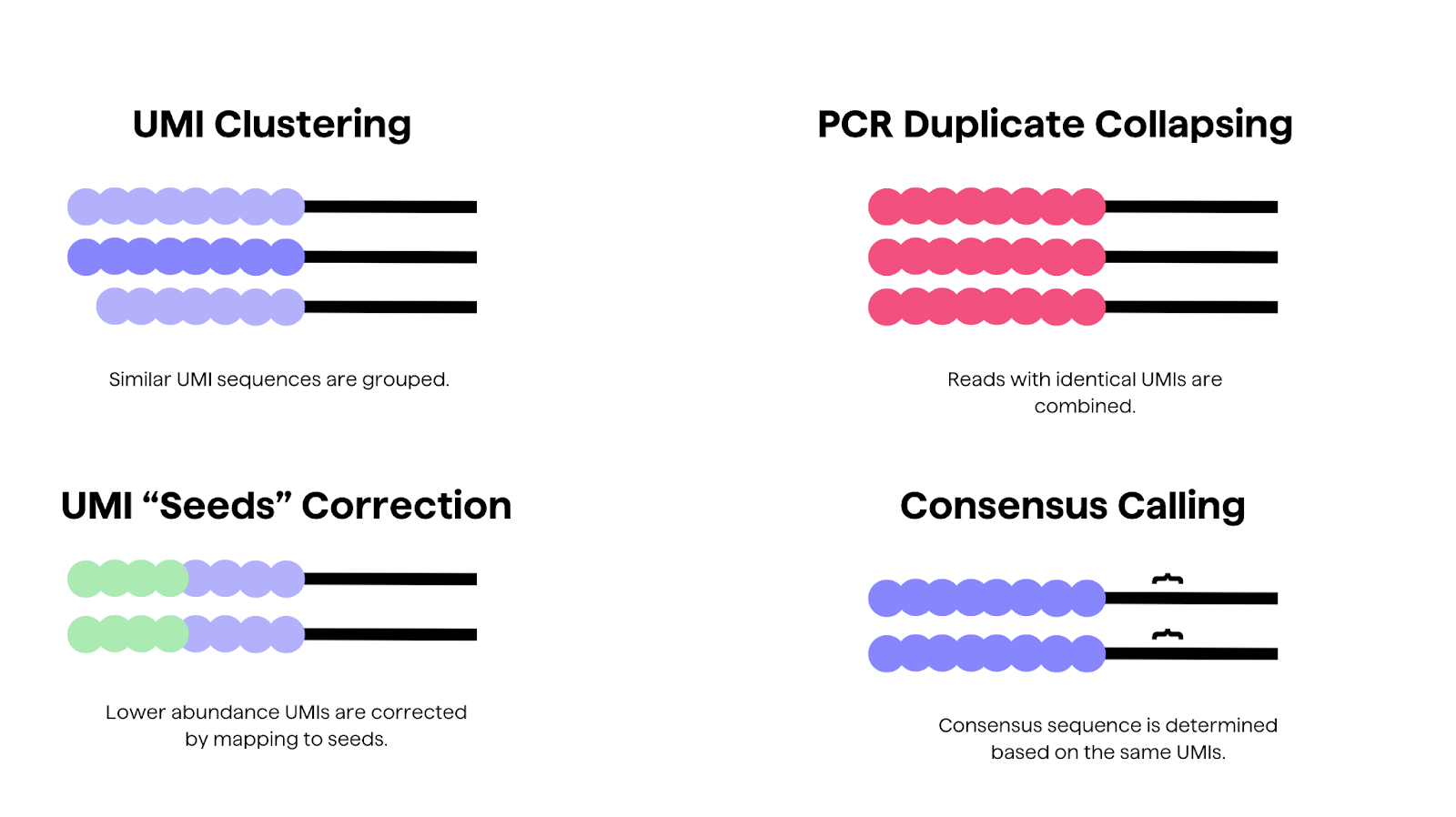 Illustration of a PCR error correction workflow: Similar UMI sequences are first grouped, then corrected by using seed sequences. After this, reads with identical UMIs are collapsed and consensus sequences created, reducing the amount of errors resulting from PCR amplification or sequencing.