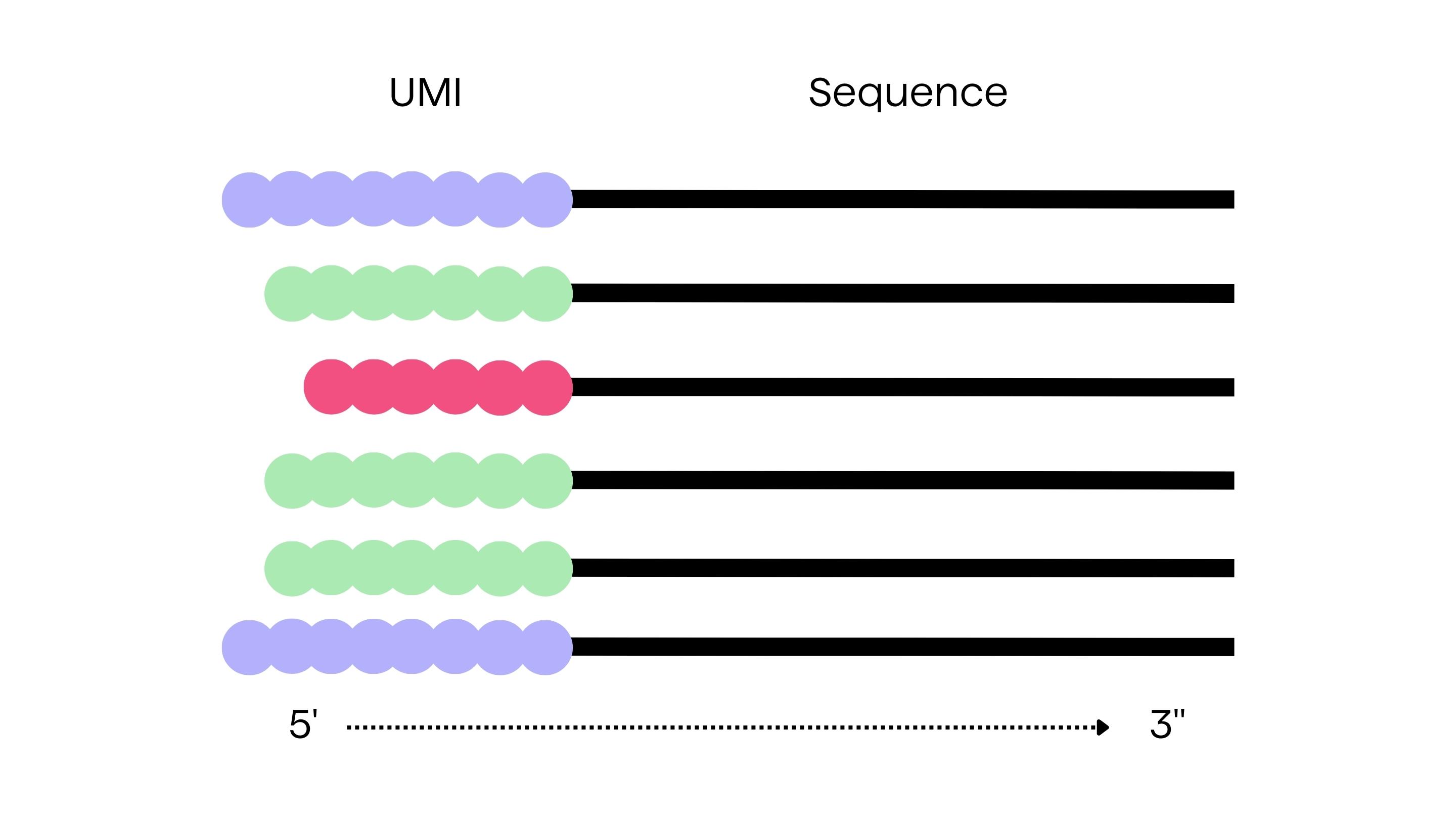 UMI tags and labels for error correction in antibody and TCR sequencing with NGS