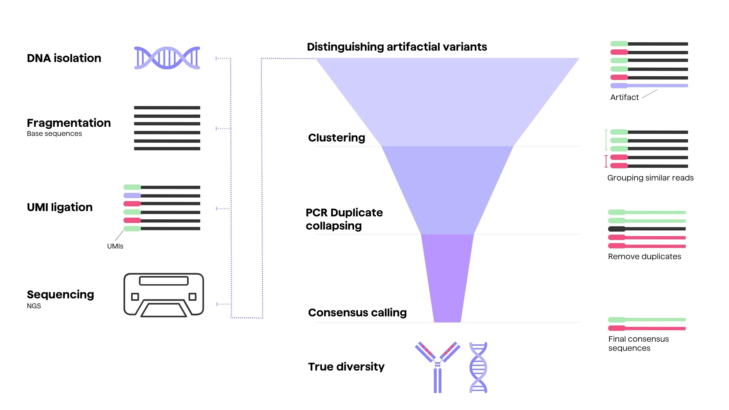 An overview of applying UMIs in library preparation for antibody NGS sequencing and computational analysis, including PCR error correction to establish true diversity of an immune cell repertoire.