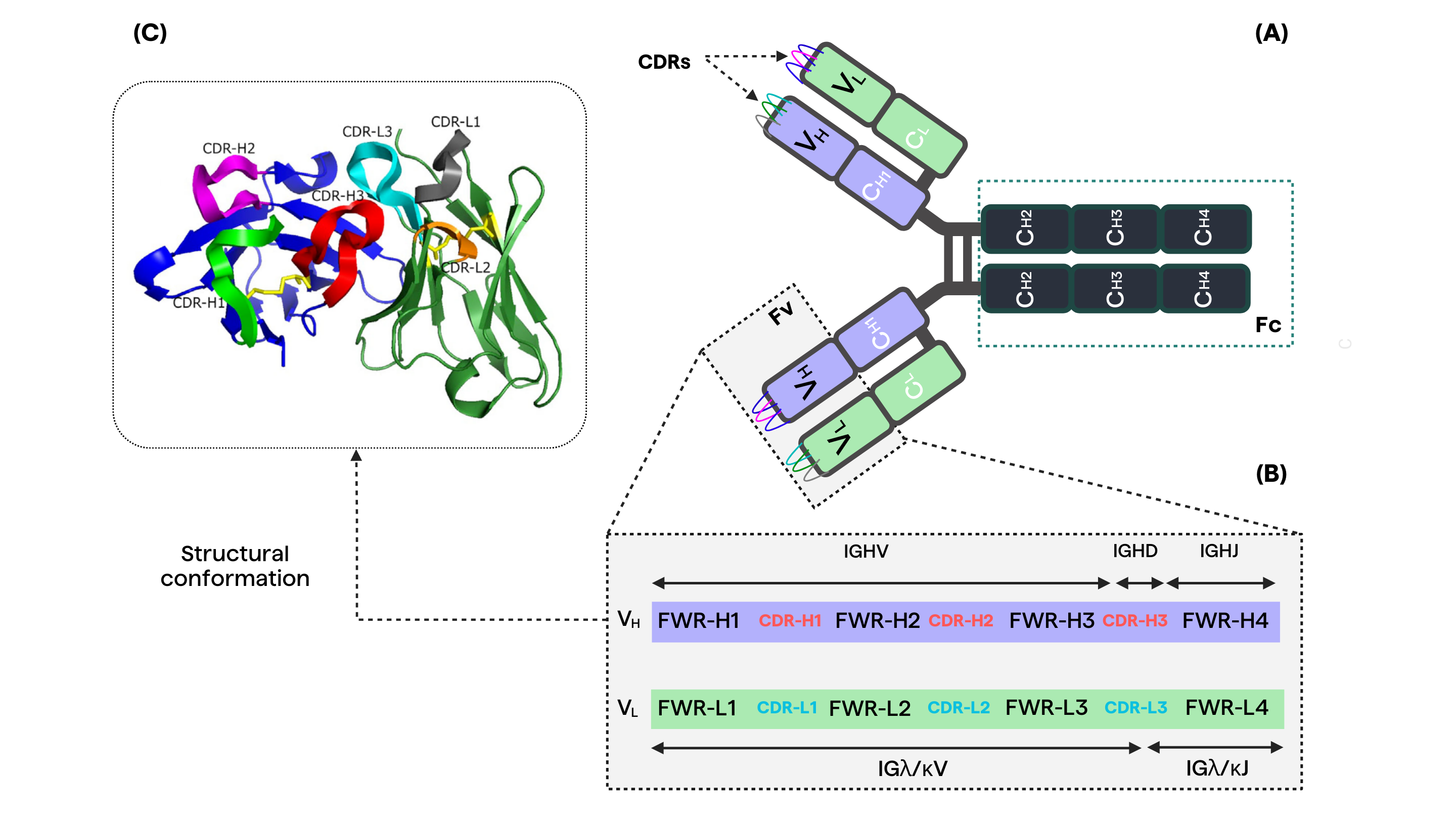 (A) Diagram illustrating the molecular structure of an antibody molecule. (B) Genetic makeup depicted for VH and VL domains. (C) Visual representation of the variable domain (Fv), showcasing CDR (complementarity-determining region) and FWR (framework) components.