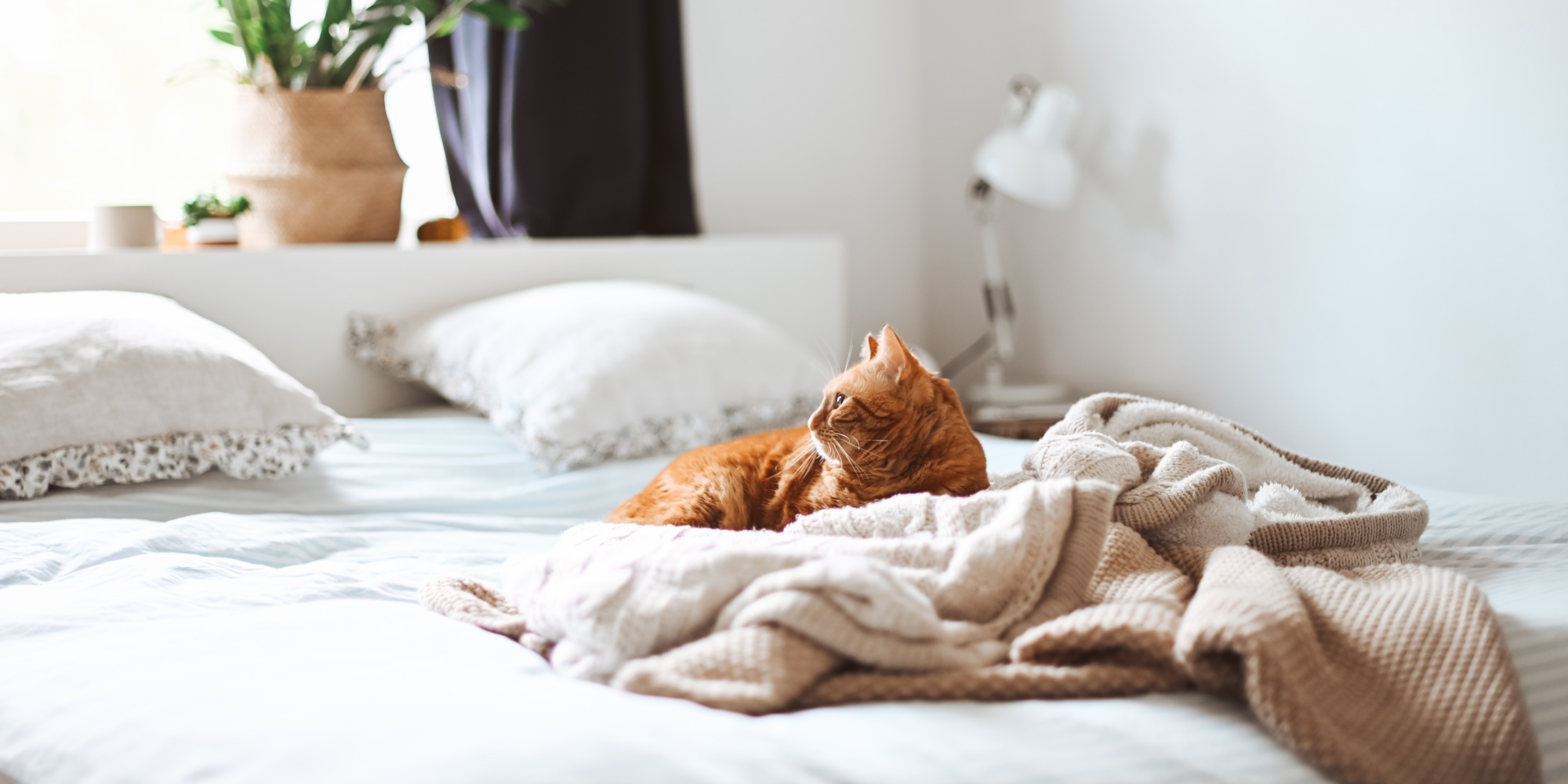 Pet Owners and NonPet Owners Agree Pets Are Part of The Community