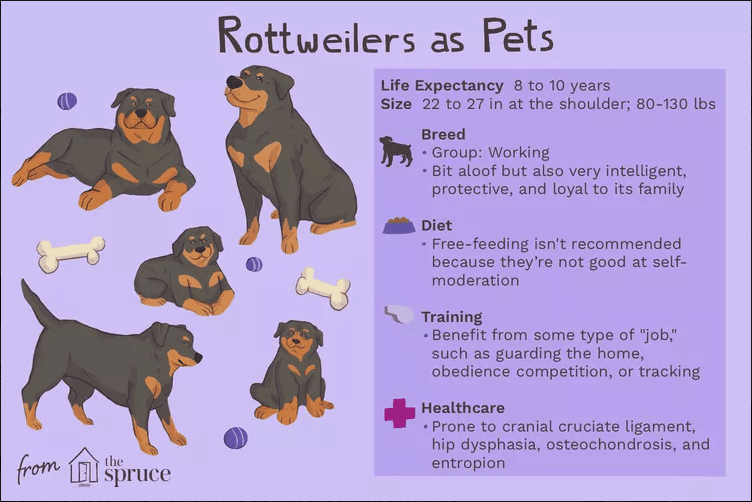Rottweiler Temperament A Dog Owners Guide PetScreening