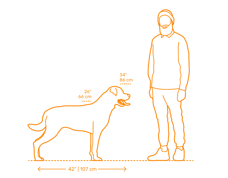 Usrc Rottweiler Rottweiler Temperament: A Dog Owners’ Guide - PetScreening
