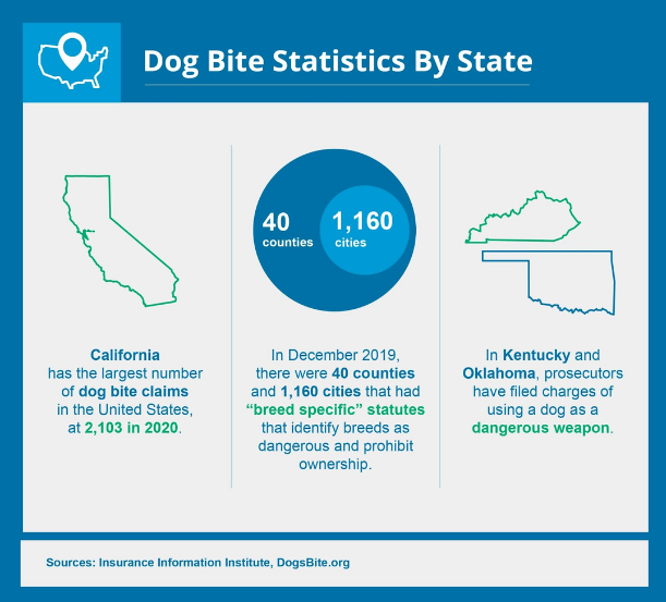 What You Need to Know about Dog Bite Insurance PetScreening