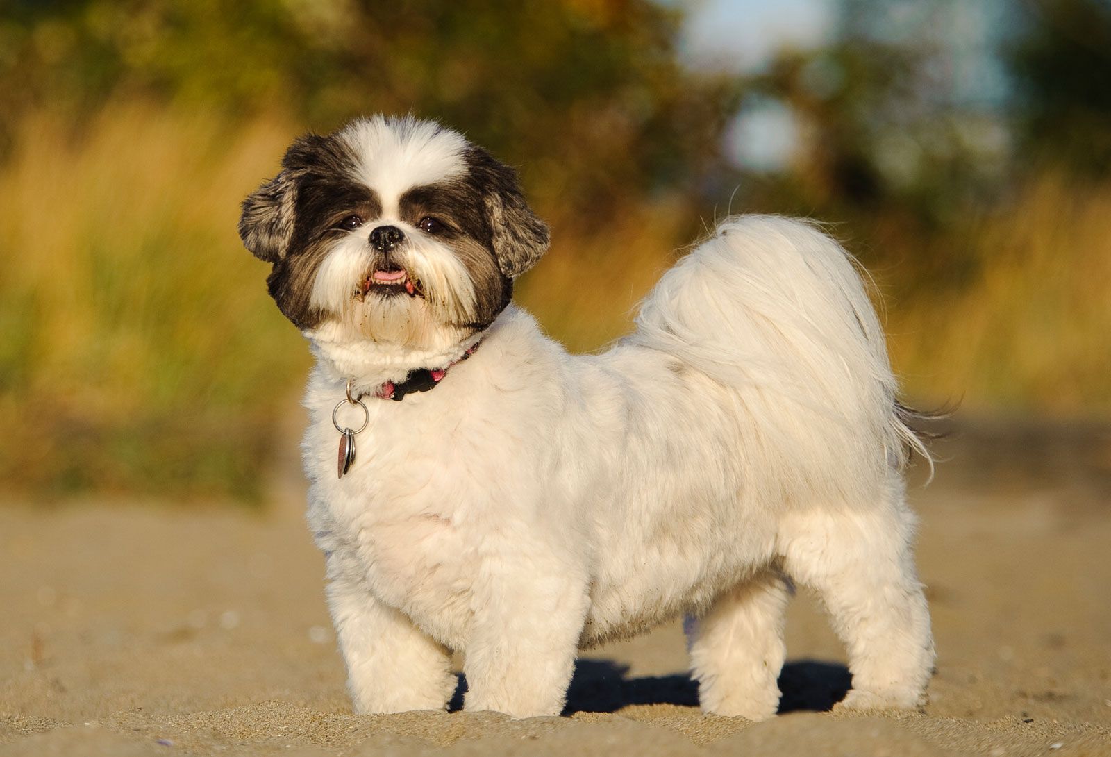 Shih Tzu Temperament Guide Everything You Need To Know PetScreening Shih Tzu Temperament Guide Everything You Need To Know PetScreening