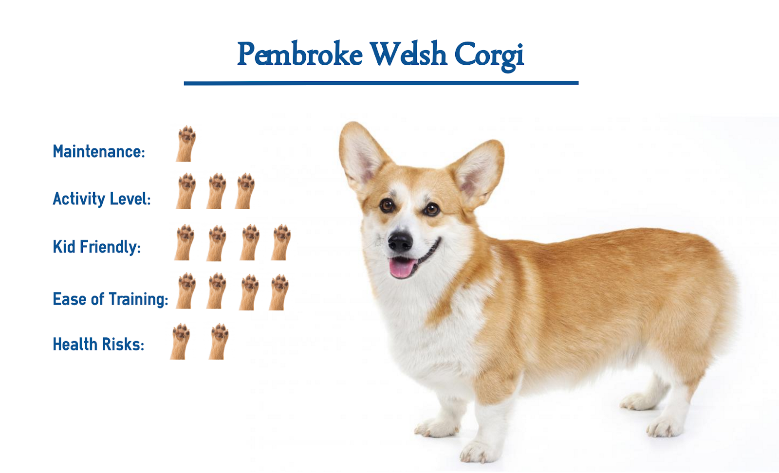 Photo inspiration: Gallery Detail: 13 Of The Best Family Dog Breeds