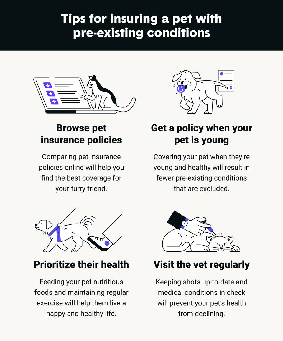 Crisp Reasons To Get Pet Insurance Artwork Collection Crisp Reasons To Get Pet Insurance Artwork Collection