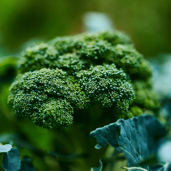 Searles How To Grow Broccoli