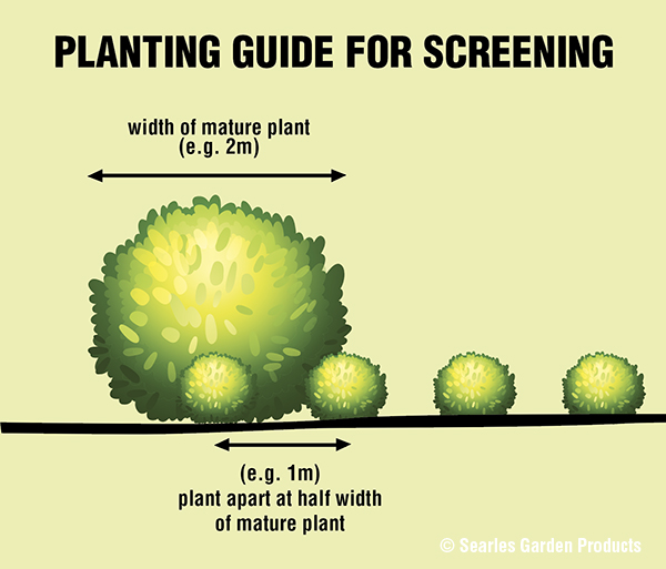 Searles How to plant plants for screening, hedges