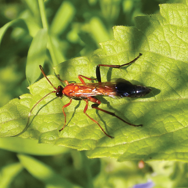 Searles Beneficial insect Wasps