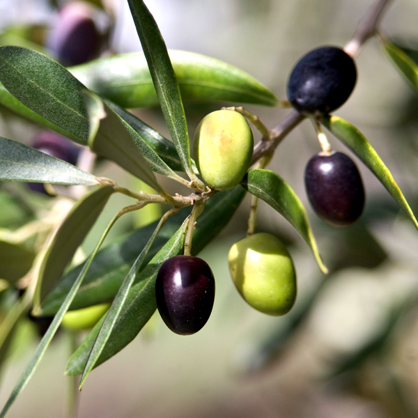 Searles Growing and Planting Olives