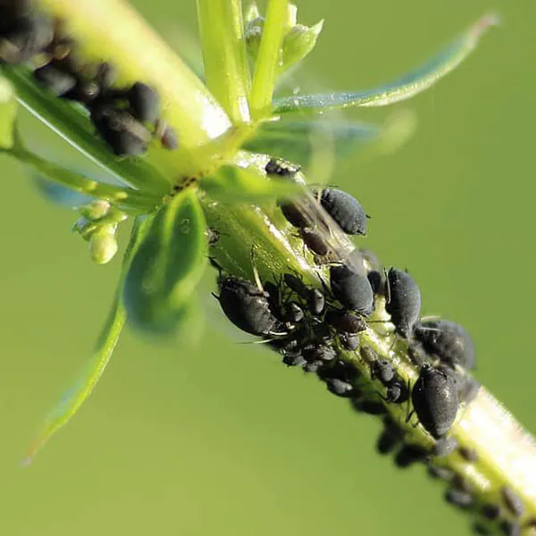Searles | Control Aphids - Treatment