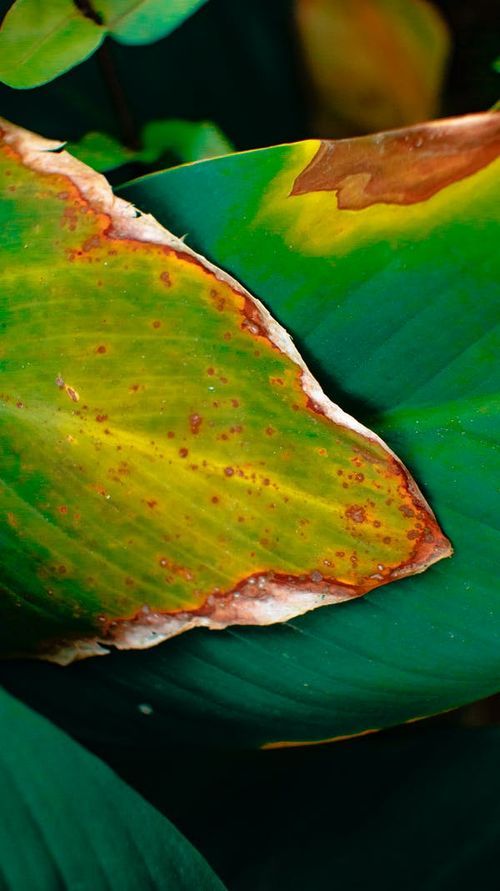 How Do You Deal With Fertilizer Burn?