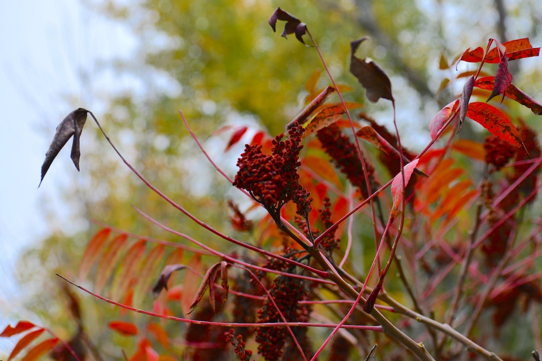 Growing Sumac A StepByStep Guide