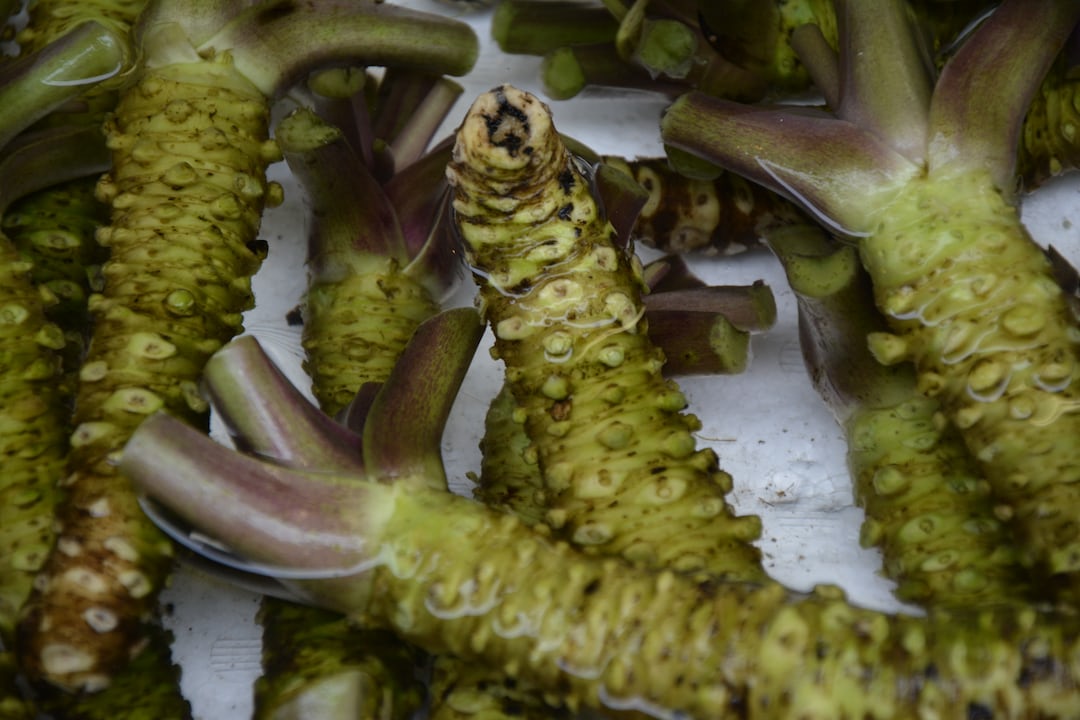 Growing Wasabi At Home A Complete Guide
