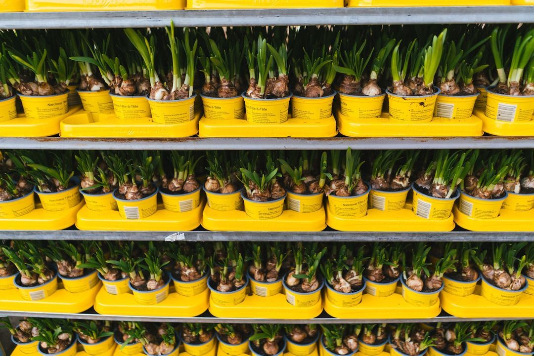 Unearthing The Top Plant Nurseries