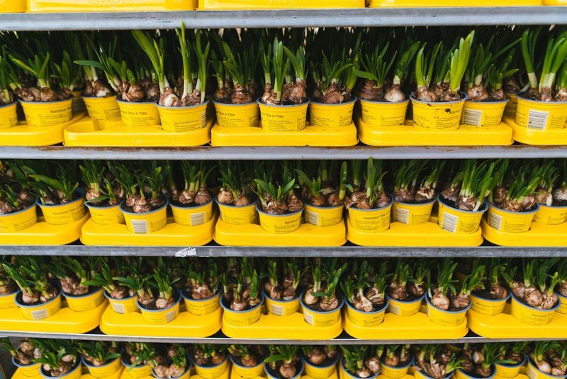 Unearthing The Top Plant Nurseries