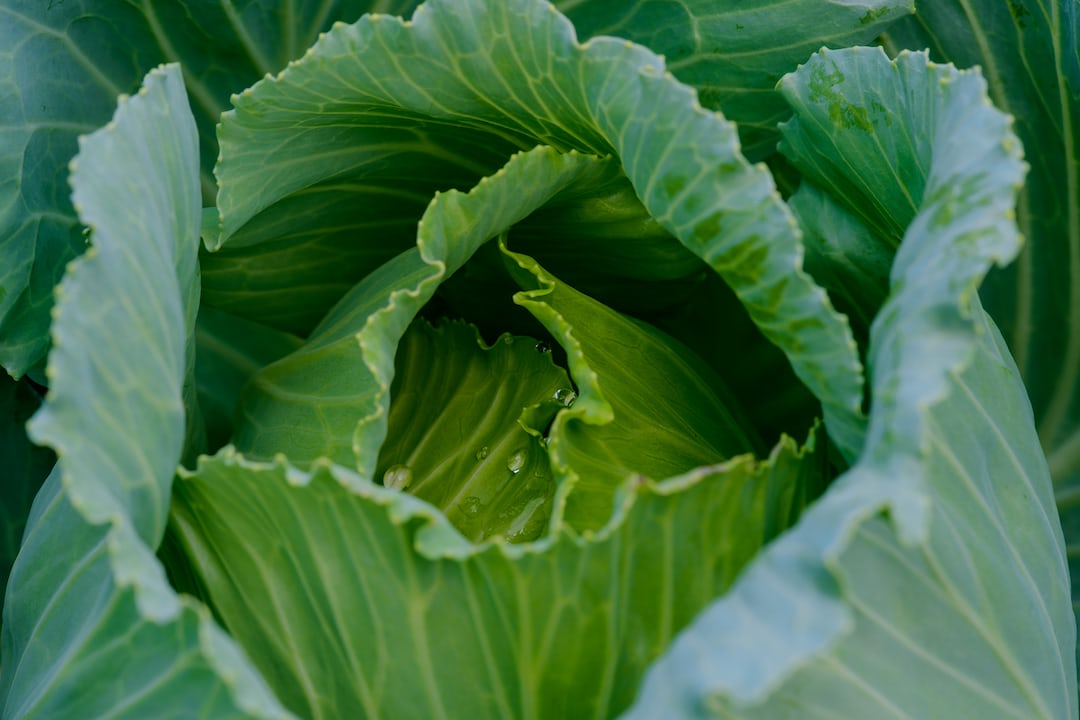 Grow Napa Cabbage Easily And Quickly With These Tips