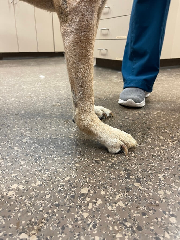 Carpal Hyperextension in Dogs Causes and Ways to Help Your Dog