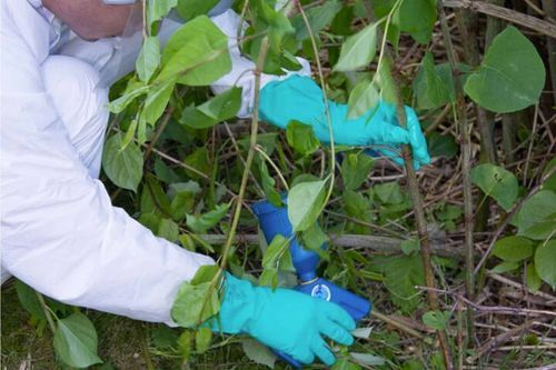 Guide to Killing Japanese Knotweed: Effective Removal Solutions