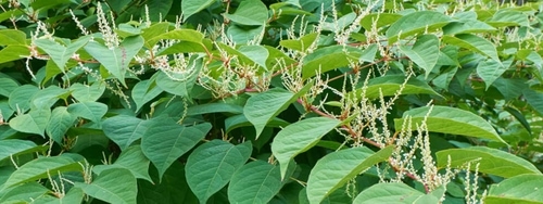 Japanese Knotweed Identification Services | Knotweed Experts