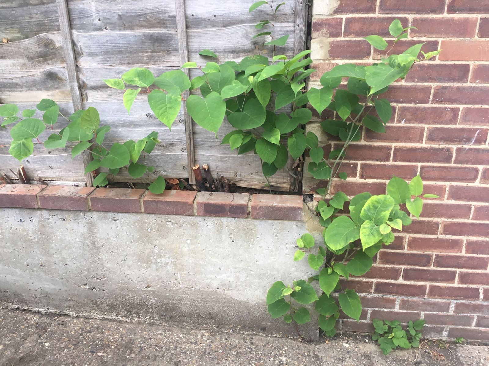 Japanese Knotweed Identification Services | Knotweed Experts