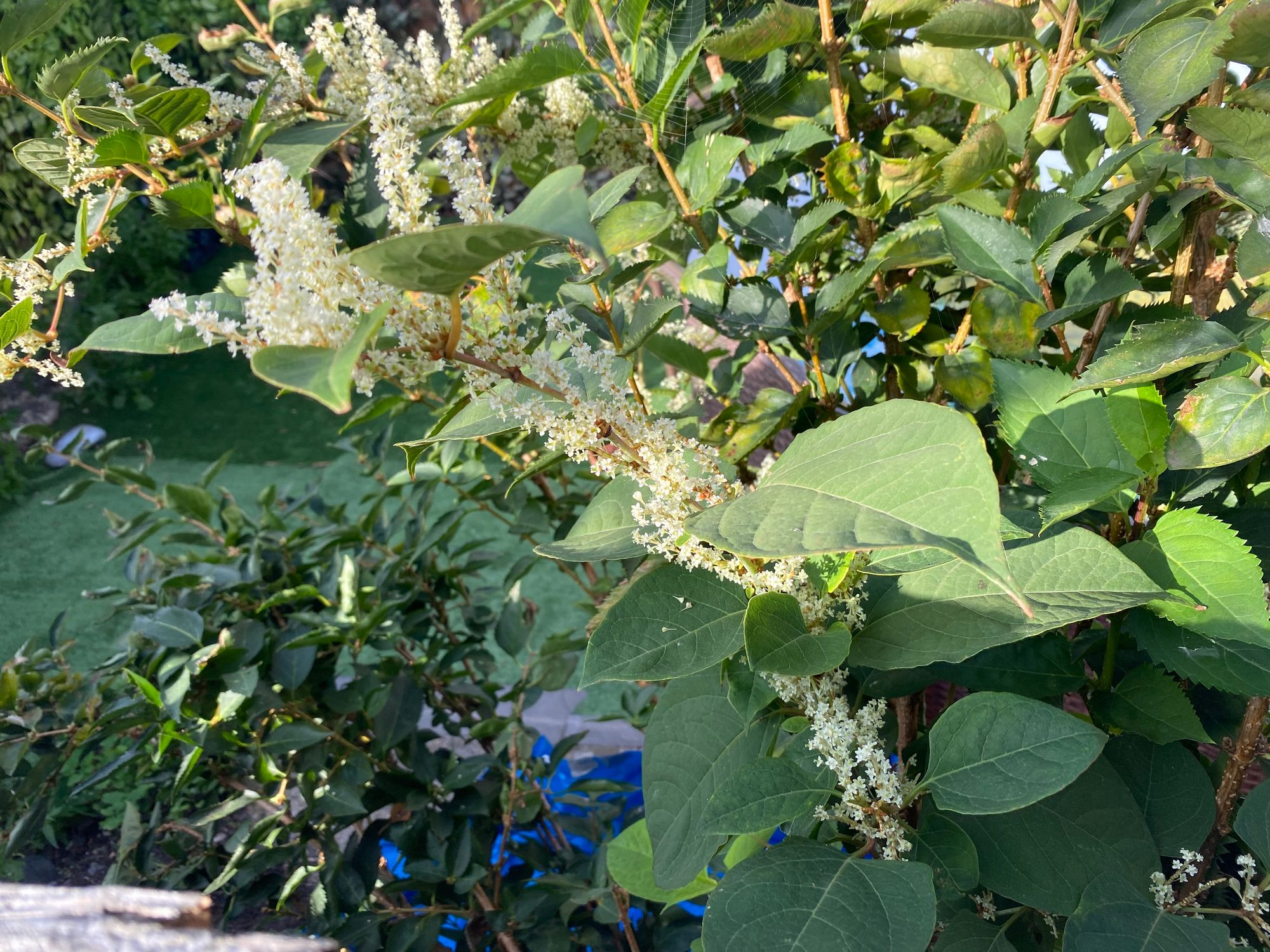 Japanese Knotweed Identification Services | Knotweed Experts