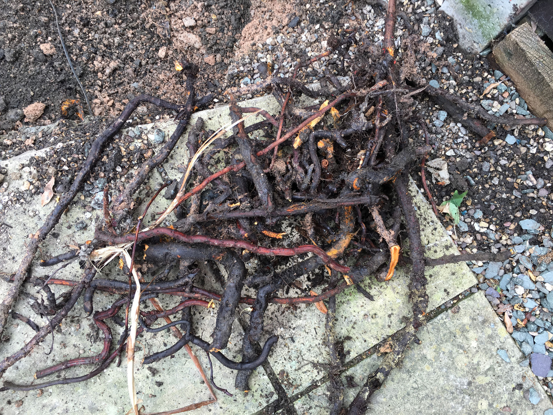 Japanese Knotweed Identification Services | Knotweed Experts