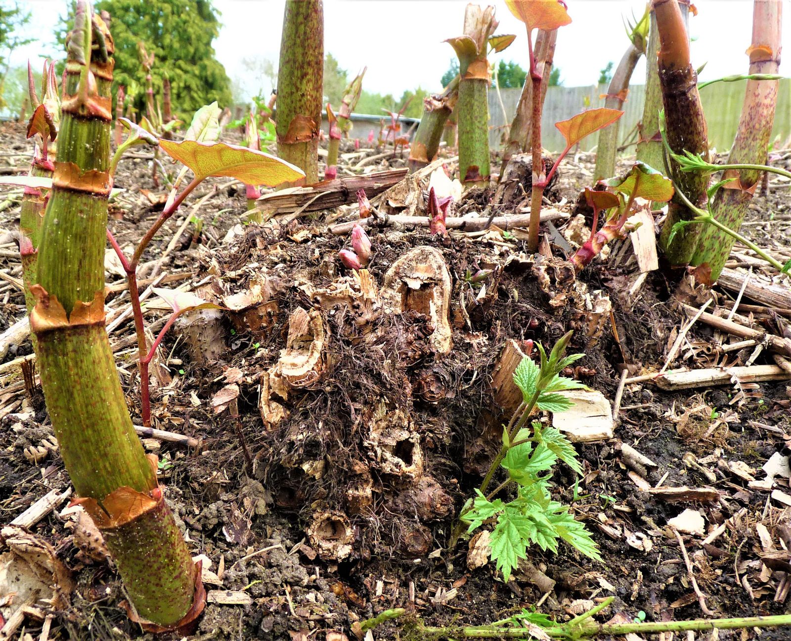 Japanese Knotweed Identification Services | Knotweed Experts