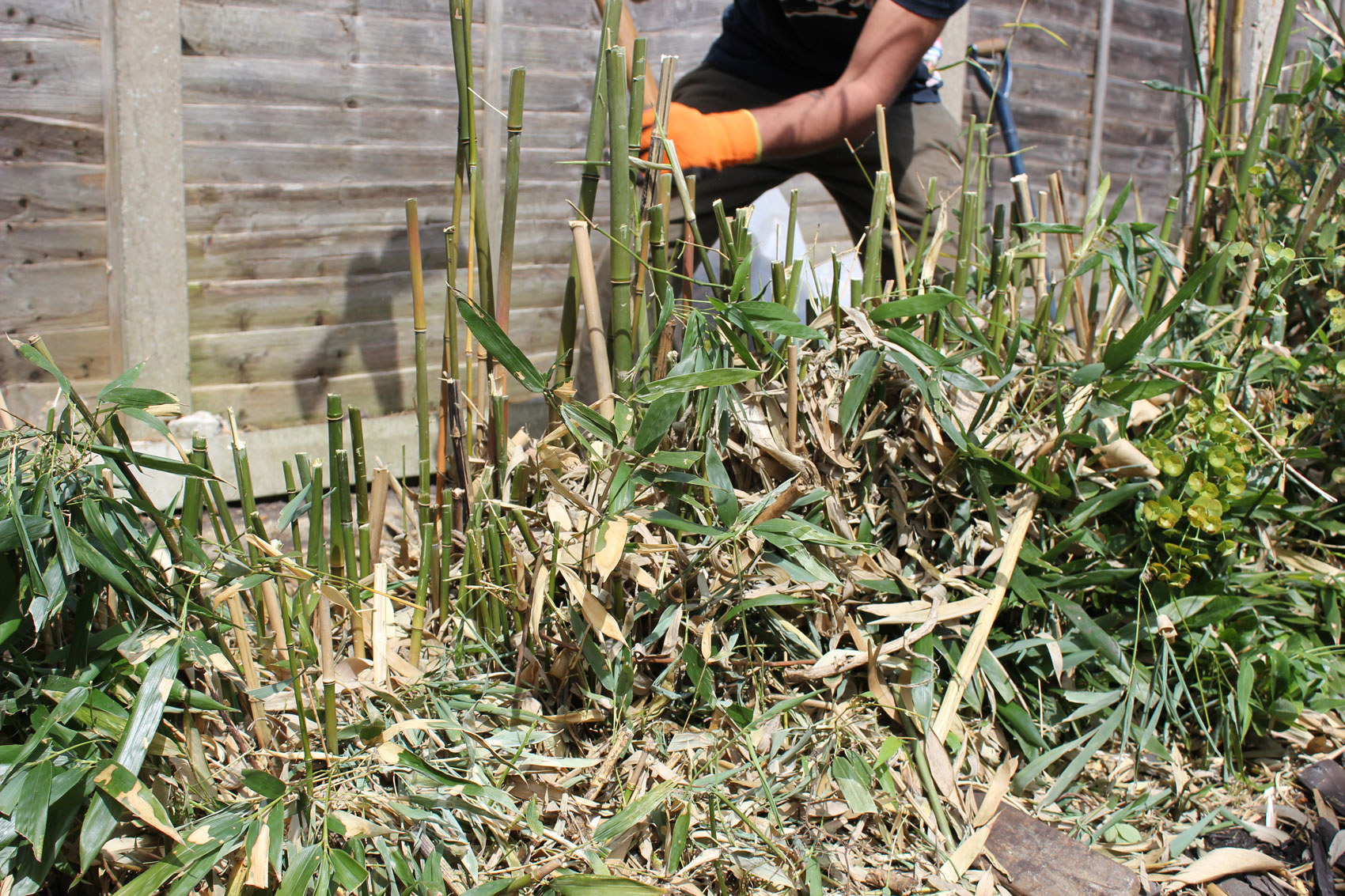 Bamboo Removal Near Me Services Compared