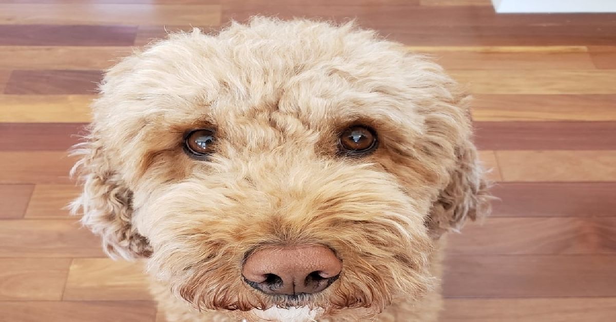 Will Labradoodles Scratch Hardwood Floors? Everything Labradors