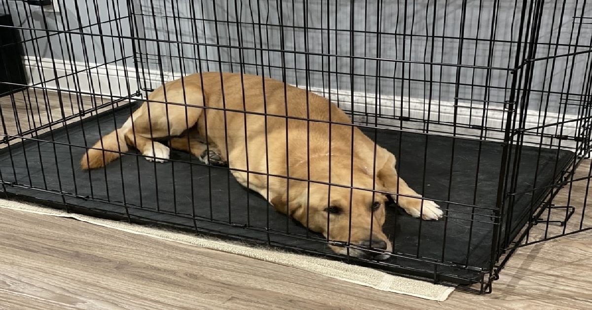 Can You Crate Train A Labrador?