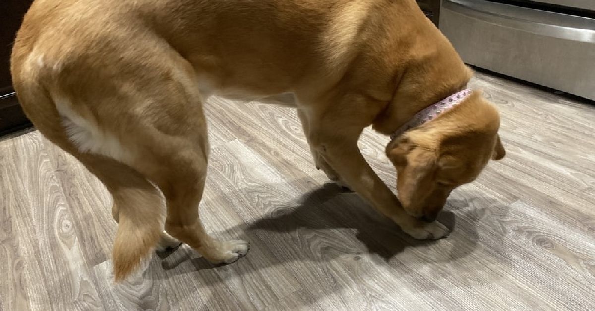Why Do Labradors Bite Their Paws?