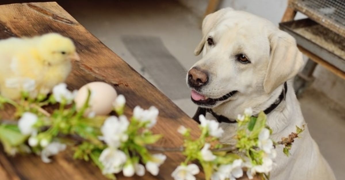 Do Labradors Kill Chickens? Tips For Keeping Livestock Safe