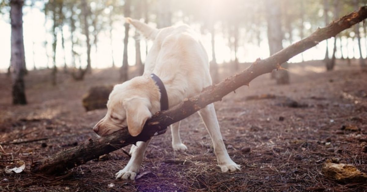 Labrador Eating Sticks and Rocks? Here’s How I Stopped It