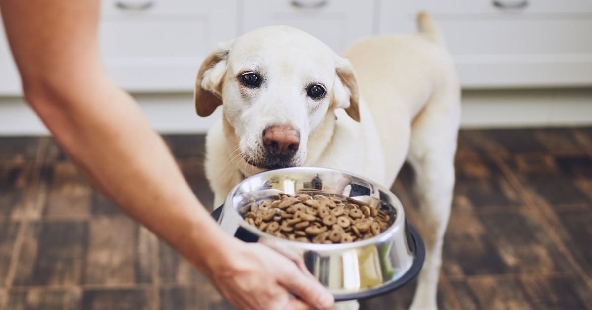 Will Labrador Retrievers Eat Themselves to Death?